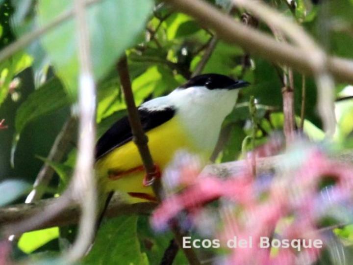 Manacus candei (Saltarín cuelliblanco)
