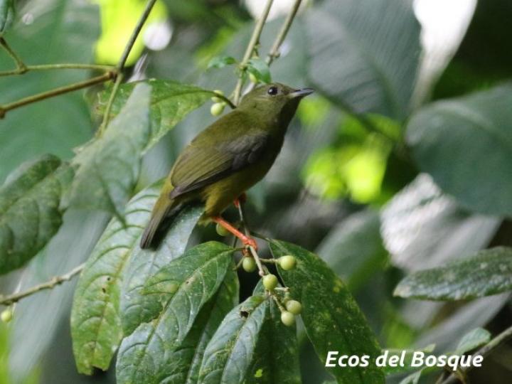 Manacus candei (Saltarín cuelliblanco)