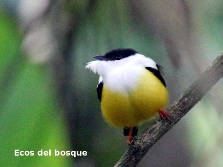 Manacus candei (Saltarín cuelliblanco)