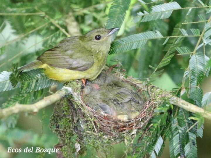 Manacus candei (Saltarín cuelliblanco)