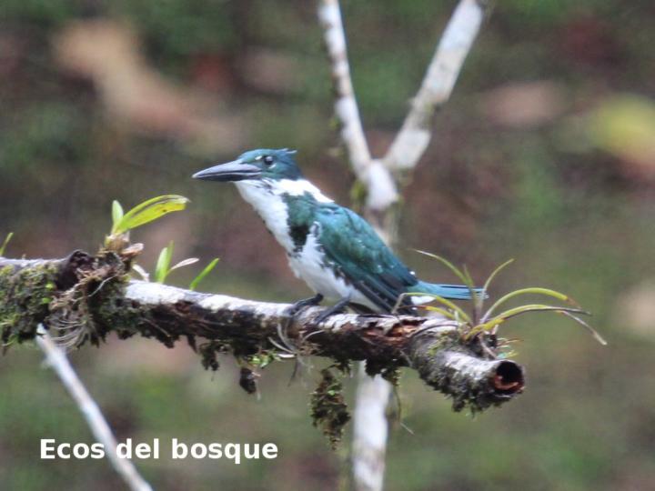 Megaceryle alcyon