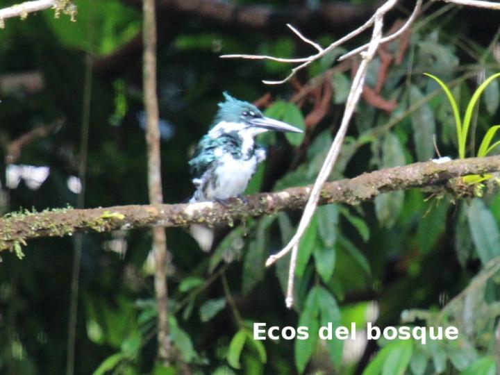 Megaceryle alcyon