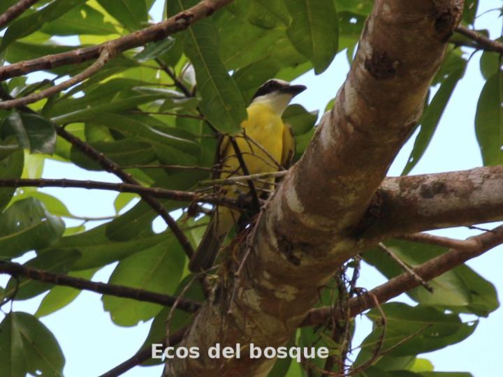 Megarhynchus pitangua