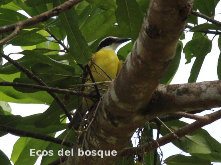 Megarhynchus pitangua