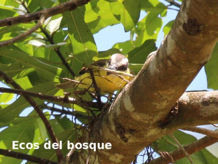 Megarhynchus pitangua