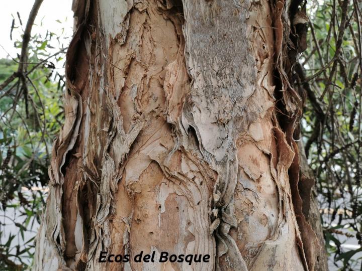 Melaleuca quinquenervia