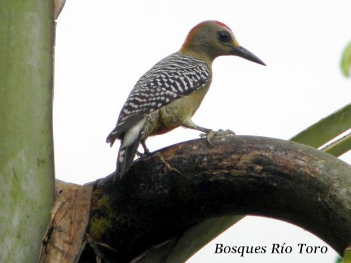 Melanerpes hoffmannii