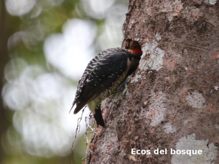 Melanerpes pucherani (Carpintero carinegro)