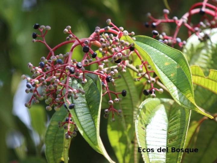 Miconia affinis