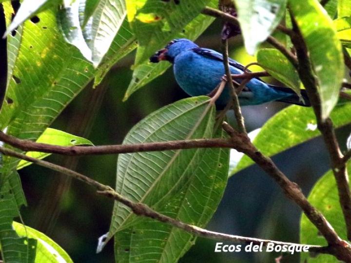Mielero azulejo en Miconia affinis