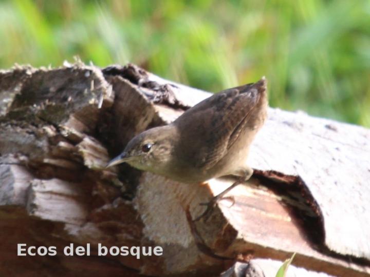 Microcerculus marginatus