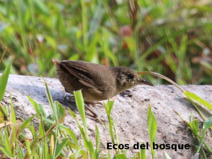 Microcerculus marginatus