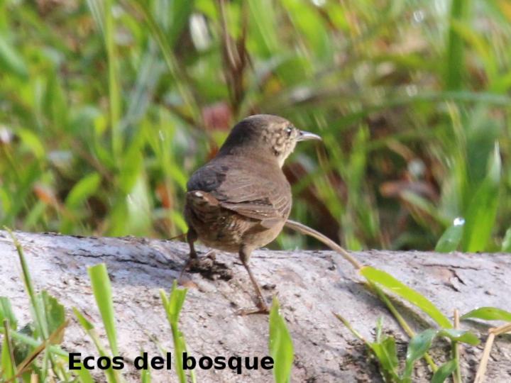 Microcerculus marginatus