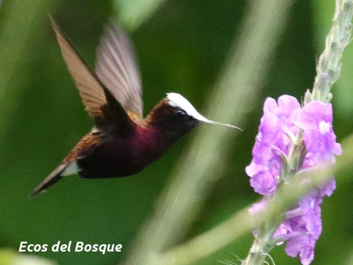 Microchera albocoronata