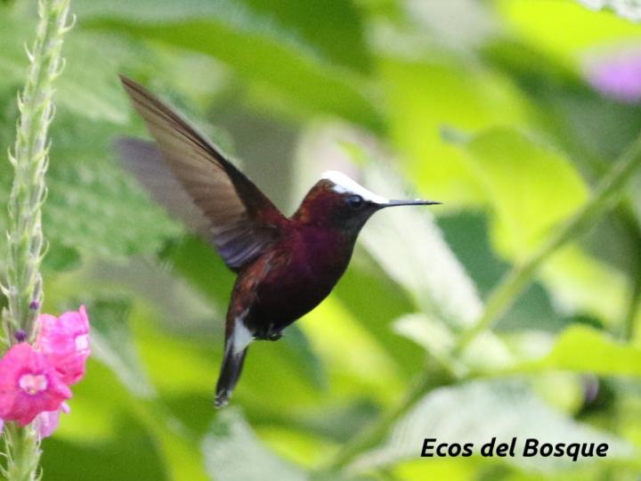 Microchera albocoronata