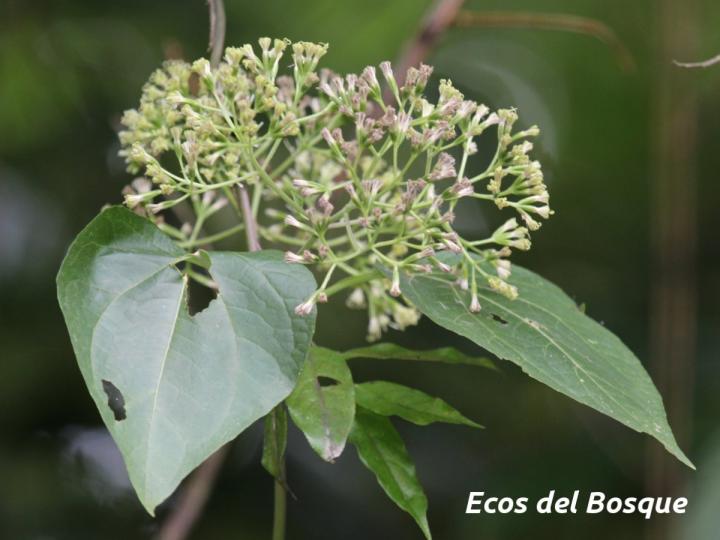 Mikania micrantha