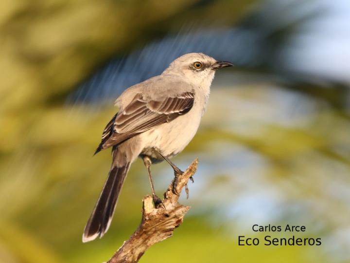 Mimus gilvus (Sinsonte tropical)