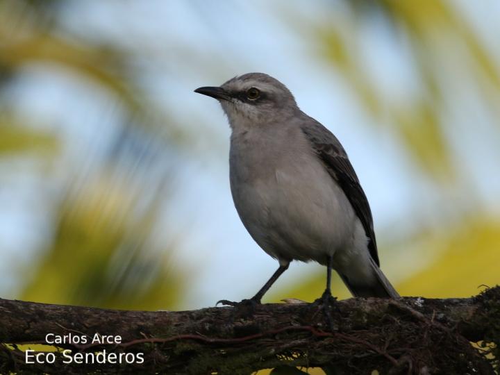 Mimus gilvus (Sinsonte tropical) Mimus gilvus (Sinsonte tropical)