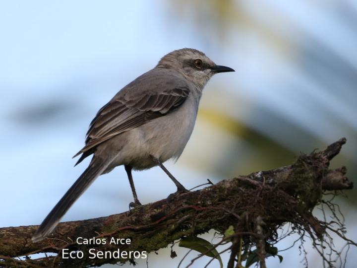 Mimus gilvus (Sinsonte tropical) Mimus gilvus (Sinsonte tropical)