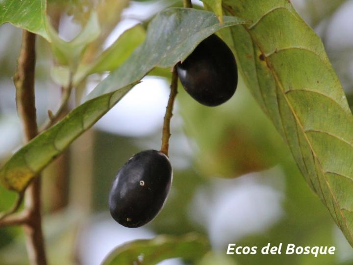 Minquartia guianensis