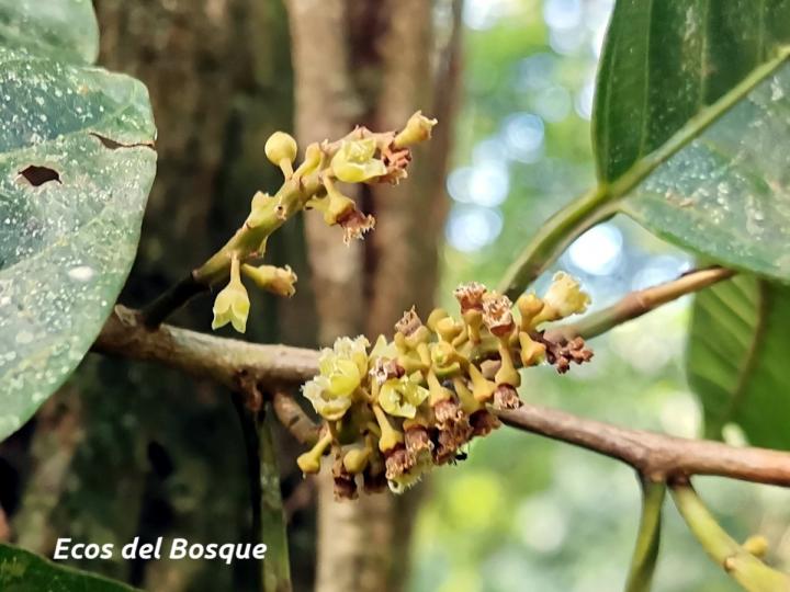 Minquartia guianensis