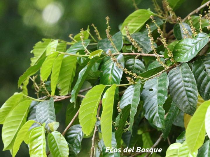 Minquartia guianensis