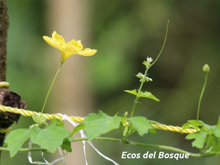 Momordica charantia (Sorosí)