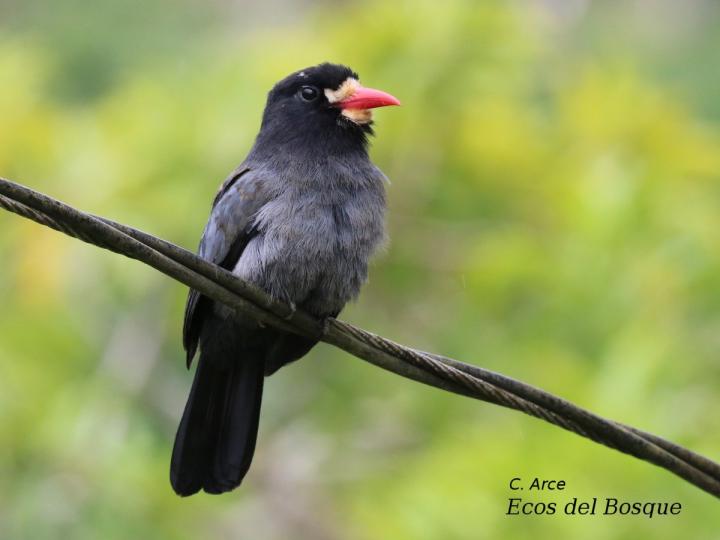 Monasa morphoeus