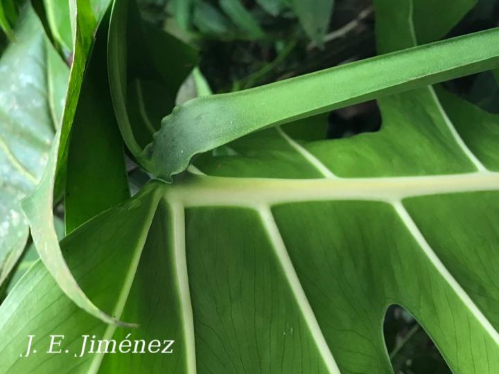 Monstera deliciosa
