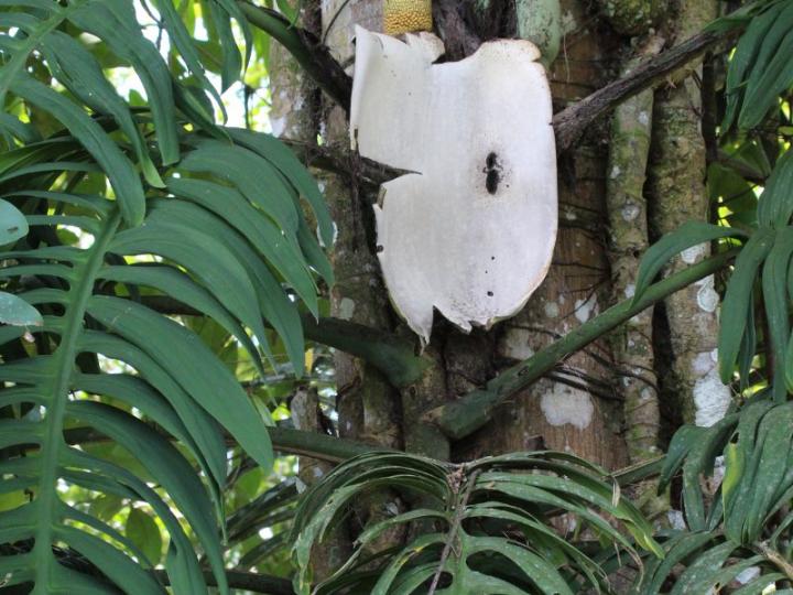 Monstera tenuis