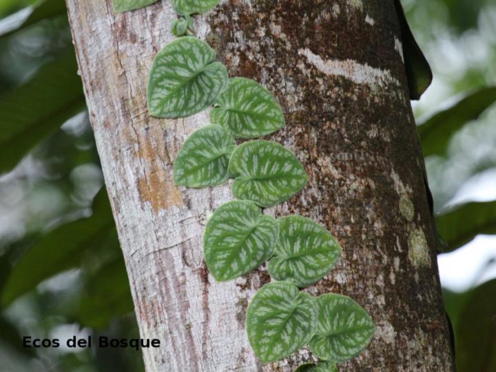 Monstera tuberculata