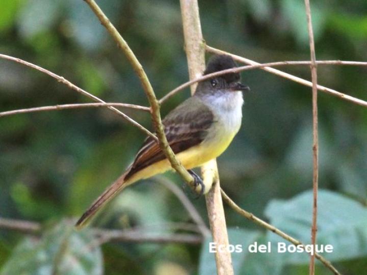 Myiarchus tuberculifer