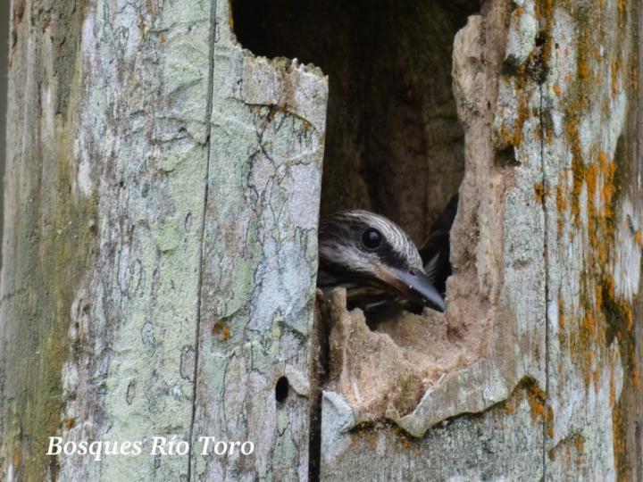 Myiodynastes luteiventris