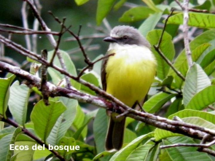 Myiozetetes granadensis