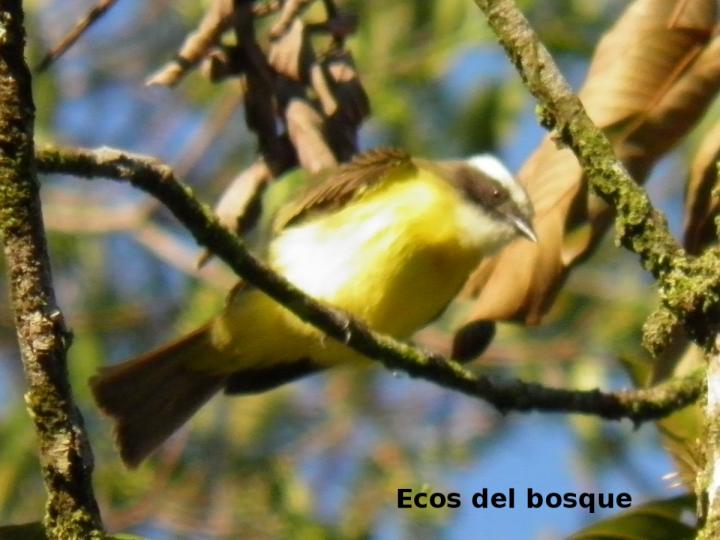 Myiozetetes similis