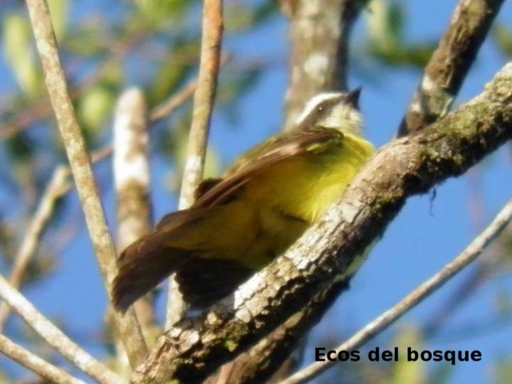 Myiozetetes similis