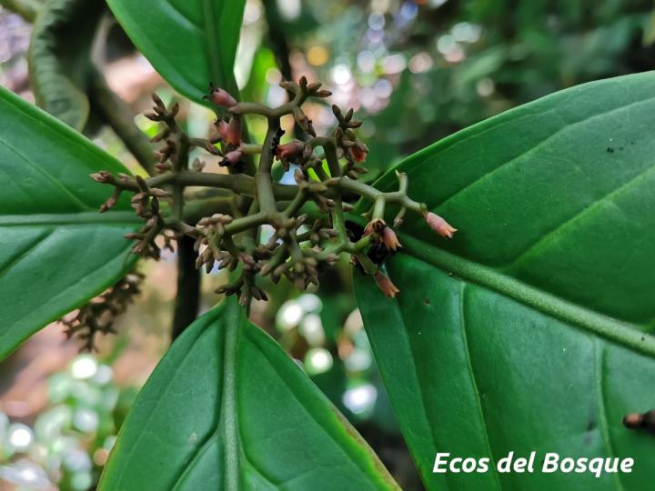 neea urophylla ecos del bosque neea urophylla ecos del bosque