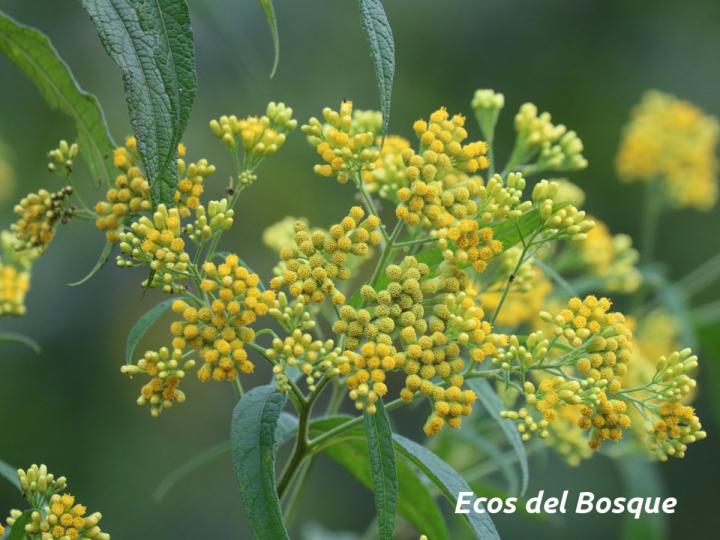 Neurolaena lobata (Gavilana)