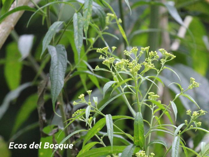Neurolaena lobata (Gavilana) Neurolaena lobata (Gavilana)
