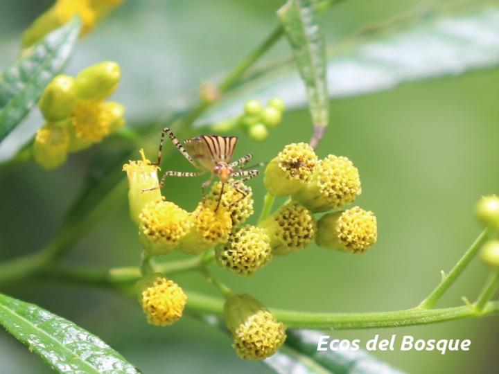 Neurolaena lobata (Gavilana) Neurolaena lobata (Gavilana)
