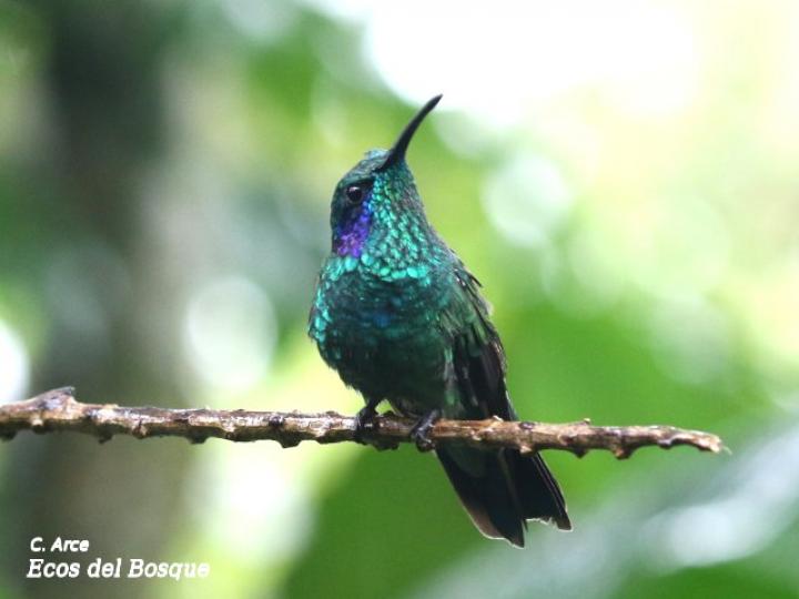 Colibri cyanotus