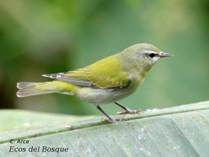 Oreothlypis peregrina