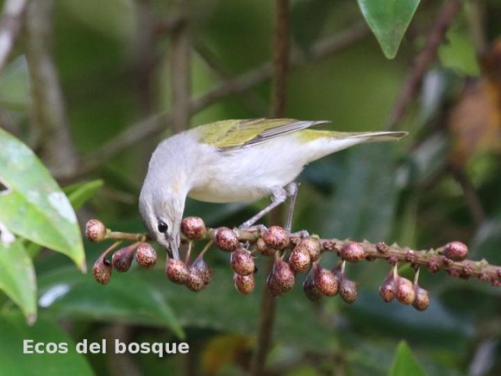 Sarcopera sessiliflora