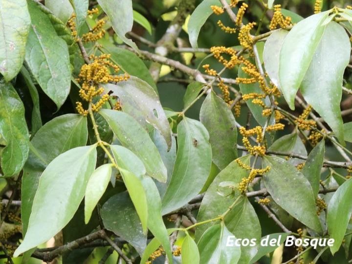 Oryctanthus callicarpus