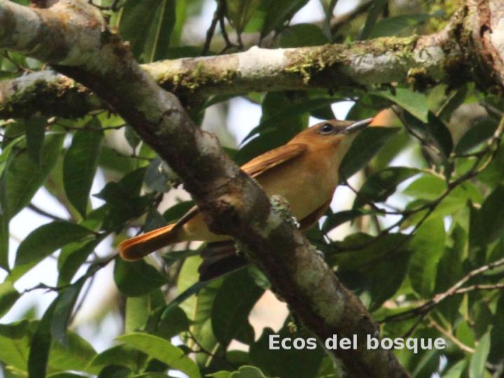 Pachyramphus cinnamomeus