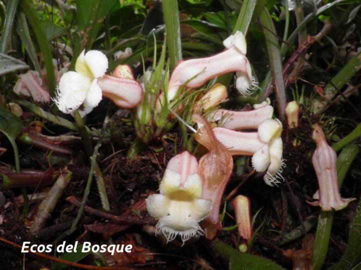 Paradrymonia ciliosa