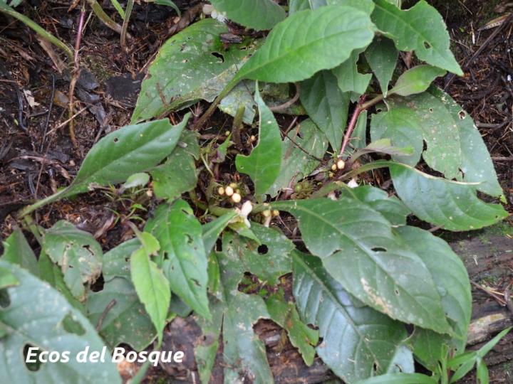 Paradrymonia ciliosa