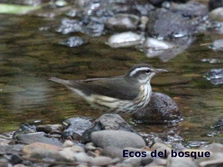 Parkesia motacilla