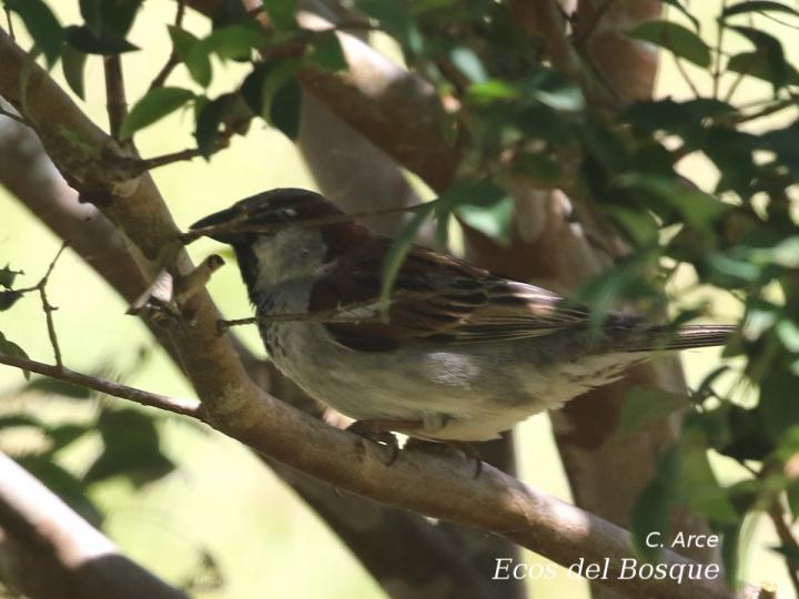 Passer domesticus