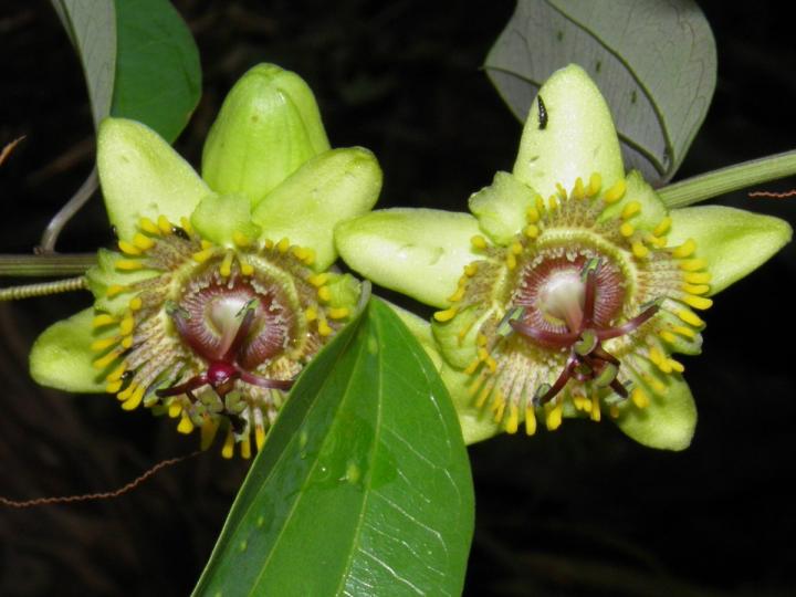 Passiflora lancearia